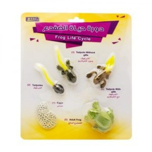 أشكال تعليمية ثلاثية الأبعاد تعلم دورة حياة مكونة...