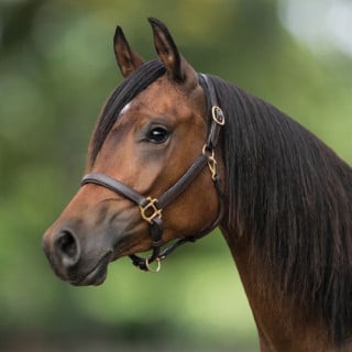 رشمة جلد طبيعي Leather Halter