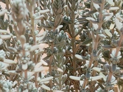 زعتر بري من غرب حائل والعلا Thymus