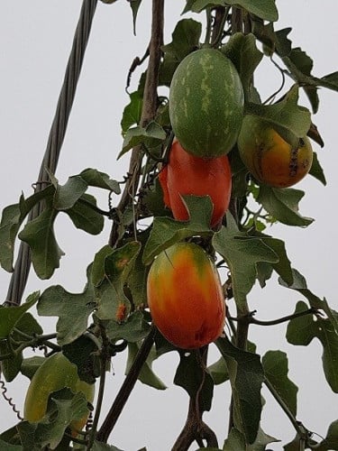 مغد 20 بذرة Coccinea grandis