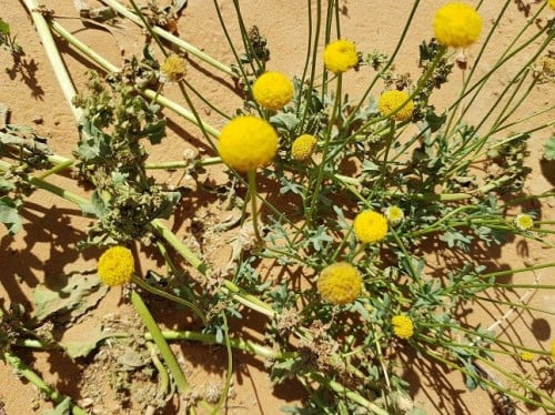 قرقاص 50 بذرة aaronsohnia factorovskyi