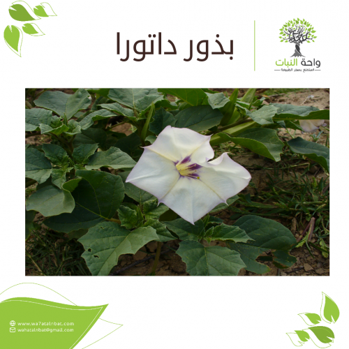 بذور داتورا