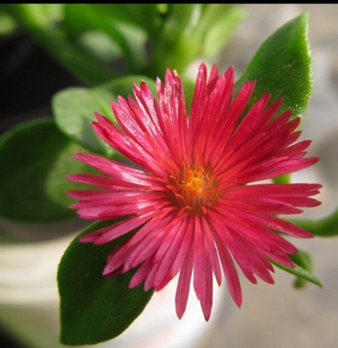 بذور مسير نثيموم ( حي العلم ) 51