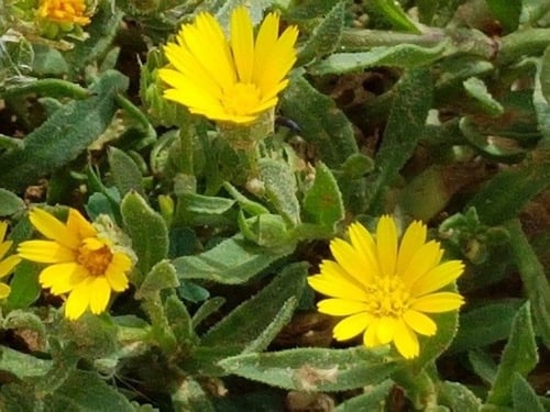 حنوة مقدار ملعقة طعام من البذور و الشوائب Calendul...