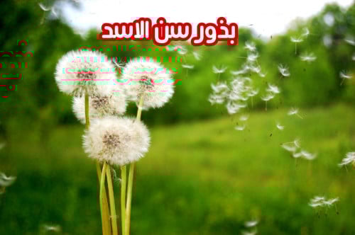 بذور سن الاسد