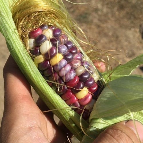 بذور ذرة حلوة ملونة - Painted Hill Sweet Corn Seed...