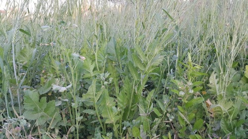 بدور الحرشاء البري ( 7 بذرات )