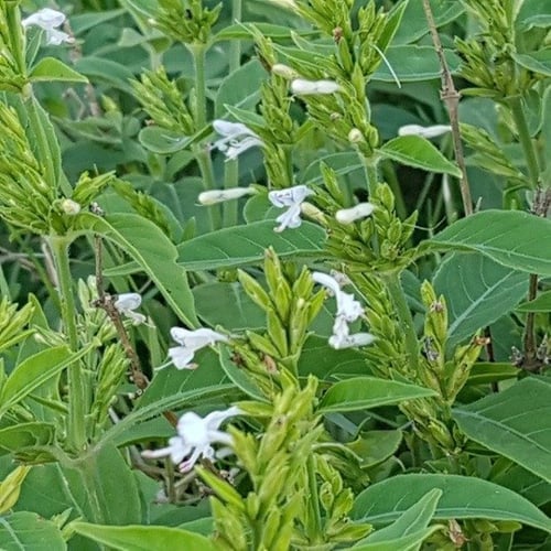 مجرى ( ندغ ) 10 بذرات تقريبا Hypoestes forsskaolii