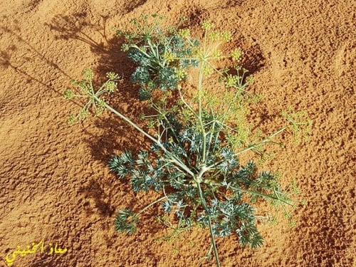 حزاء 50 بذرة Ducrosia anethifolia