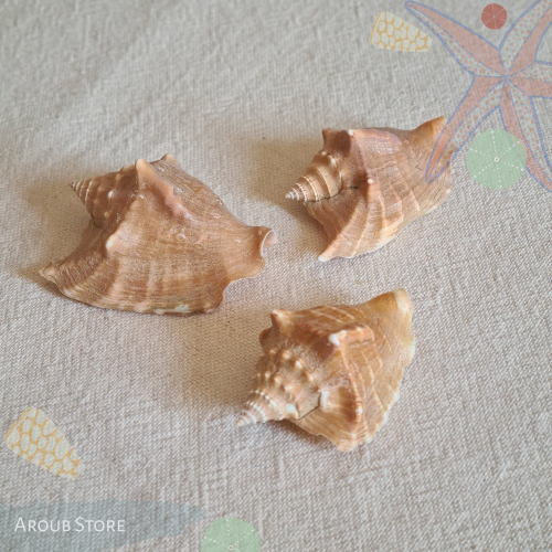 صدفة conch