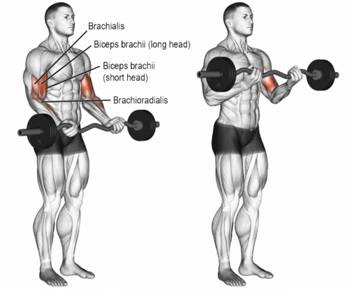 بار متعرج 120سم