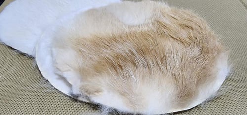 فرو أرنب شرقي - مستدير