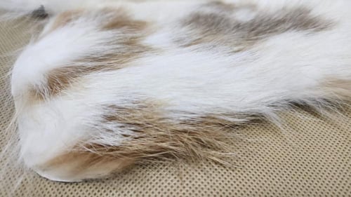 فرو أرنب مصري