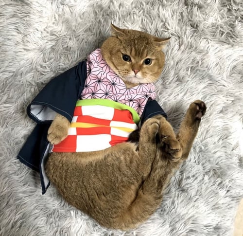 كوسبلاي ديمون سلاير- حيوان أليف - pet