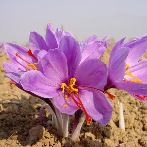 زعفران سوبر نقيل 2 جرام