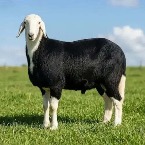خروف نجدي جذع