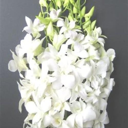 Dendrobium Pink - اوركيد 10 اغصان