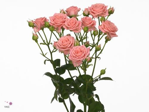 بيبي روز شدة 10 اغصان - baby rose