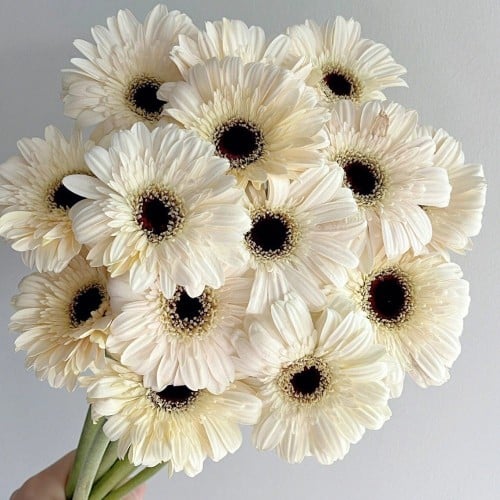 جيربيرا شدة 10 أغصان - Gerbera