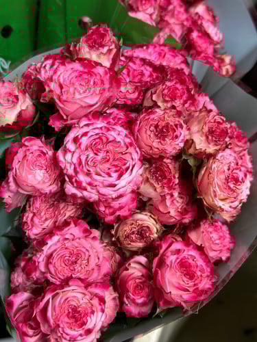 قاردن يبي روز - baby rose حزمة 10 اغصان