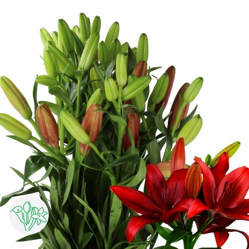 ليليوم شدة 10 أغصان - Lilium