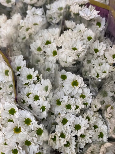 بيبي كريس 5 اغصان