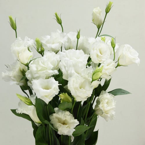 ايستوما - 5 اغصان - eustoma