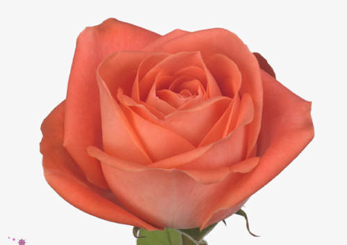روز (جوري) شدة 10 أغصان - Rose