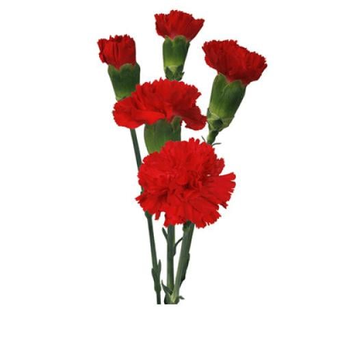 10 اغصان بيبي قرنفل - baby carnation