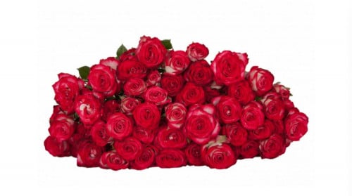 بيبي روز - حزمة 10 اغصان