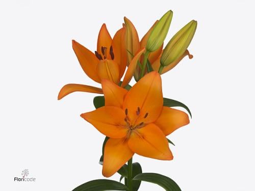 ليليوم شدة 10 أغصان - Lilium