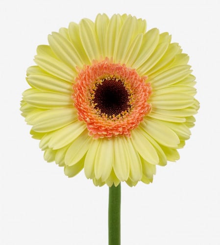 جيربيرا شدة 10 أغصان - Gerbera