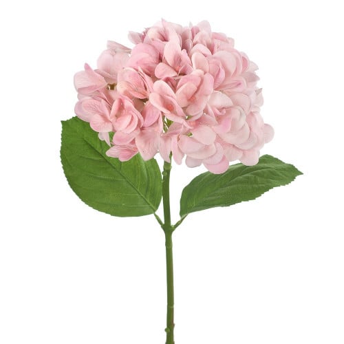 هدرنجا غصن واحد (1) - hydrangea