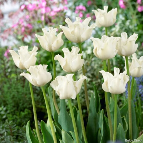 توليب شدة 10 أغصان - Tulip