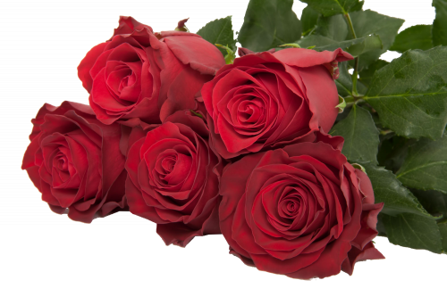 روز (جوري) شدة 10 أغصان - Rose