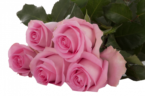 روز (جوري) شدة 10 أغصان - Rose