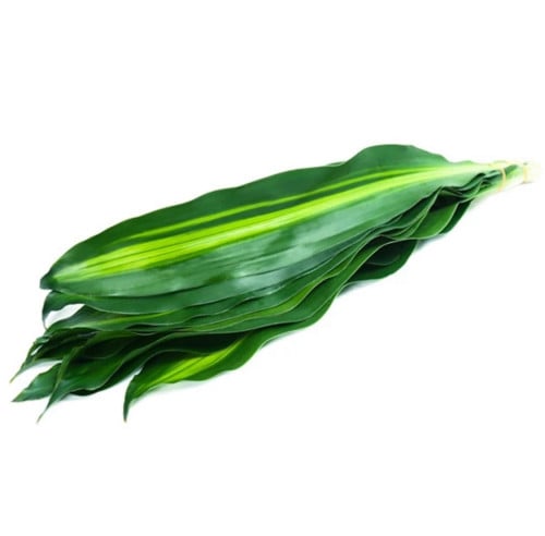 ماسنجانا - massangeana