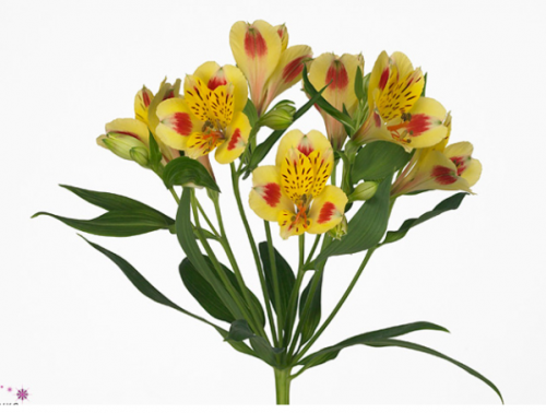 الستروميريا - شدة 10 أغصان -Alstroemeria Bali