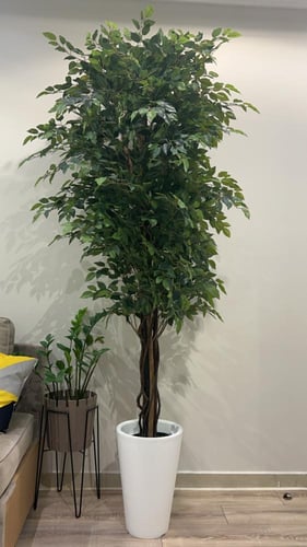 شجر اللبخ ،، الديكور المميز لمكانك ،،