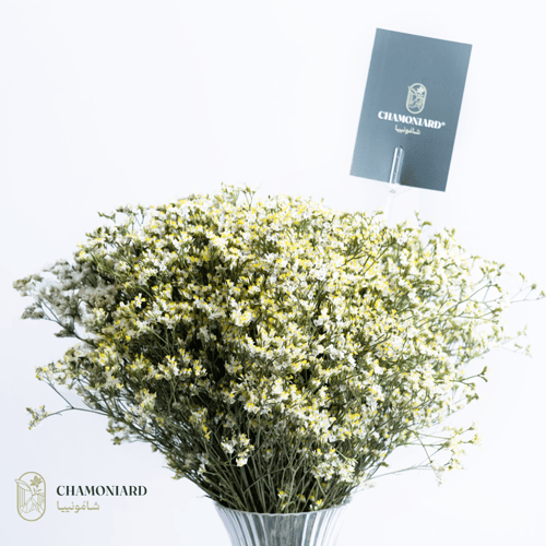 فازة الليمونيوم الدائرية