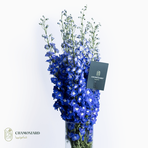 فازة الديلفينيوم الكبيرة