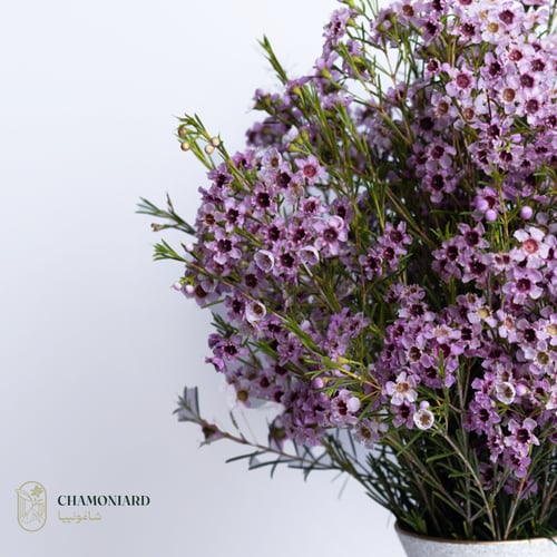 فازة واكس فلاور