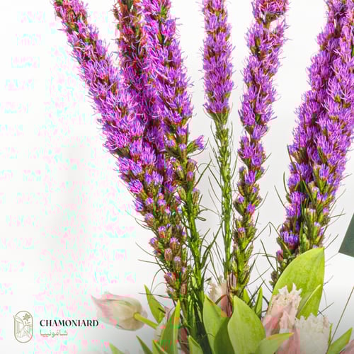 فازة الماتيولا