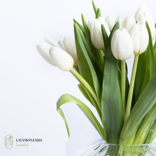 فازة التوليب الكريستالية