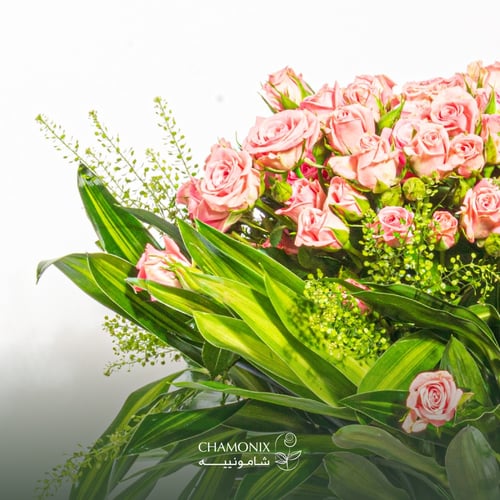 فازة بينك روز