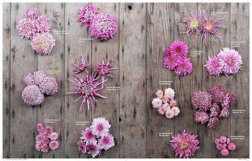 Floret Farm's A Year in Flowers