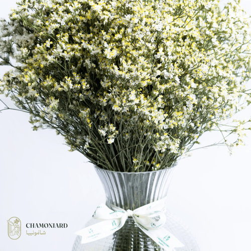 فازة الليمونيوم الدائرية