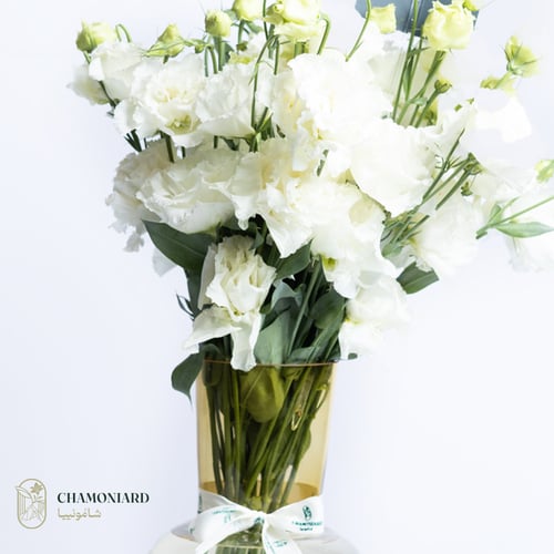 فازة إستوما