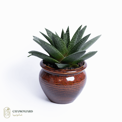 نبتت صبار هاورثيا