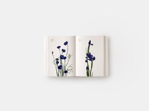 Flower Color Guide